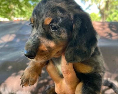 Mini dachshunds