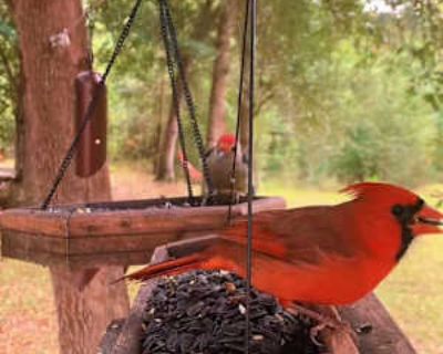 Lovelle, 56 years, Female. Looking in: Staunton, Staunton city, VA