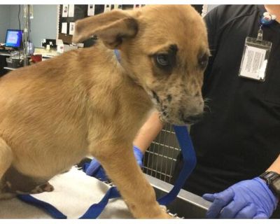 Dog - Australian Cattle Dog Male Puppy for Adoption