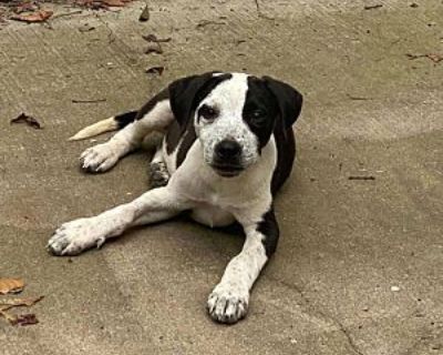 Patches - English Pointer/German Shorthaired Pointer Mix Male Dog for Adoption