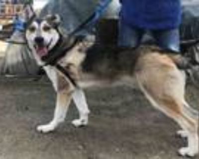 Adopt MYUTE a German Shepherd Dog, Siberian Husky