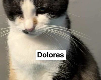 Dolores - Calico Female Kitten for Adoption