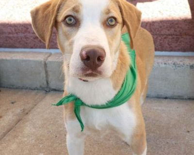 August - Labrador Retriever Male Puppy for Adoption