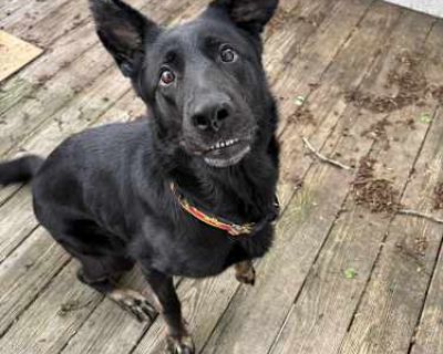 Melly - German Shepherd Dog Female Dog for Adoption