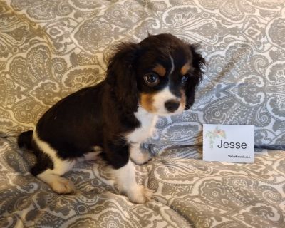 1 Male and 2 Female Cavalier King Charles Spaniel Puppies for Sale