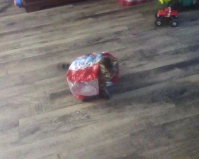 Lee (Has an Apartment) on iROOMit. Room in the 2 Bedroom 2BA Apartment...