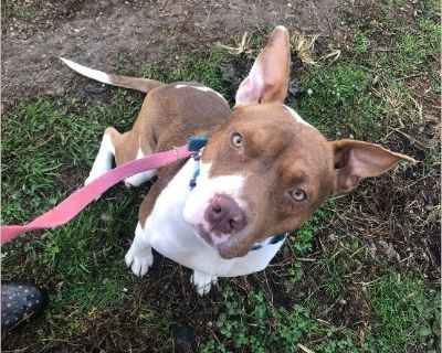 Geo - Male Puppy Pit Bull for Adoption