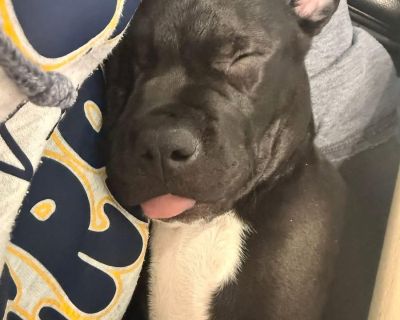 Meet Emperor This adorable puppy is 10 weeks old and ready for a loving family! Most of our puppies arrive from a partner rescue, and breed/size cannot be guaranteed when fully grown. Puppies are entertaining, fun, and ever so playful! They will blossom with lots of love, training, and socializing. Let s find Emperor the perfect home today! No appointment is necessary to adopt. Adoptions are do...