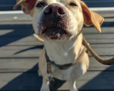 Senior. Brindle. Meet Sprite Sprite is a sweet, 7 year old affectionate pup who found herself back at our shelter due to no fault of her own. Sprite was adopted almost 2 years ago, and then her adopters separated, which landed her back with us. We would love to find her the forever home she deserves, for real this time. Sprite truly shines when she s with her humans. She adores spending time wi...