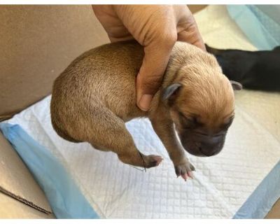 A623837 - Belgian Malinois Male Puppy for Adoption