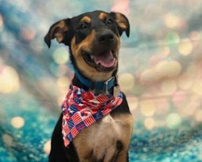 Calvin - Mixed Breed (Medium) Male Dog for Adoption