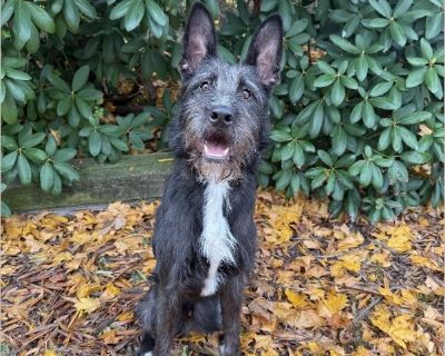 My name is Rocco. I am a 15 month old Schnauzer/GSD mix and about 60 lbs. What a rollercoaster I have been on! Unfortunately, due to my owner's significant health challenges, I had to look for a new family. But, I am SUPER lucky. I am in a great foster home where I am receiving attention, training, lots of love and gaining a lot of positive experiences! I am a handsome and striking boy that is ...