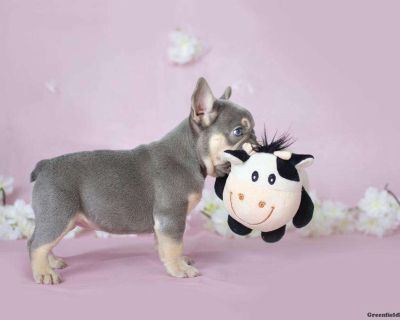 Mia - French Bulldog Puppy For Sale in Michigan