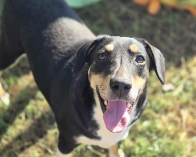 Lollipop - Terrier Mix Female Puppy for Adoption
