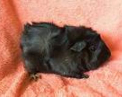 Yensley ( Bonded To Chinka), Guinea Pig For Adoption In Imperial Beach