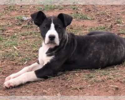 Young * Location Alexander, AR, 72002 USA USA *. Dog Breed: Catahoula Leopard Dog / Labrador Retriever / Mixed. PLEASE NOTE! Unless stated otherwise, our dogs and puppies are located in Arkansas, and transported to the north/northeast once adopted. We do occasionally have dogs/puppies placed in foster homes in the north/northeast. In the cases where the pet is somewhere other than Arkansas, it ...