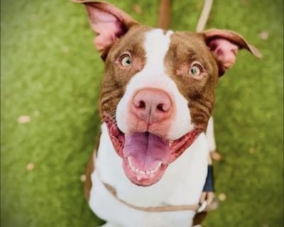 Meet Roger, our resilient two-year-old pittie mix with a heart full of love and a story of survival. Before he ever reached the shelter, Roger was rescued from a heartbreaking situationhe had been living in a hotel room, confined in a crate with two other dogs. Despite all that, he remained gentle and kind, just waiting for someone to give him a chance. When Roger landed on the euthanasia list ...