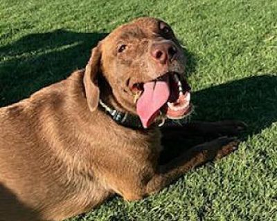 Pudding - Chesapeake Bay Retriever Female Dog for Adoption