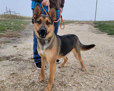 BRODY - German Shepherd Dog Male Dog for Adoption