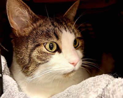 Butternut - Domestic Short Hair Male Cat for Adoption