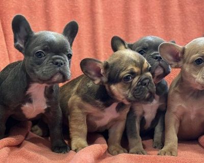 1 Male French Bulldog Puppy for Sale