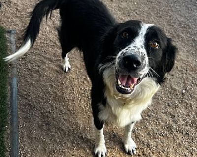 Mily - Border Collie Female Dog for Adoption