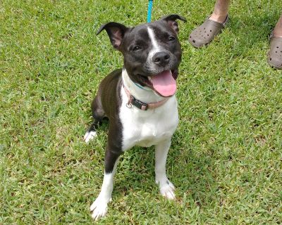 Jewell - Pit Bull Terrier Mix Female Puppy for Adoption