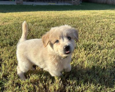 Sugar s Blonde Babies - West Highland White Terrier / Westie Mix Male Puppy for Adoption