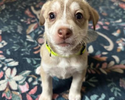 Livvy is a loving, playful 6 week old lab / husky mix that weighs 4 lbs. She is estimated to be around 40-45 lbs once she is full grown. This affectionate cuddle bug absolutely loves to be held and snuggled on by her humans. When you talk to her, she tilts her head from side to side as if she's listening to every word you say, and sometimes she will even do a "woo woo" back to you. She is a ray...