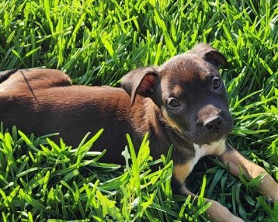 Stitch - Rottweiler Mix Male Puppy for Adoption