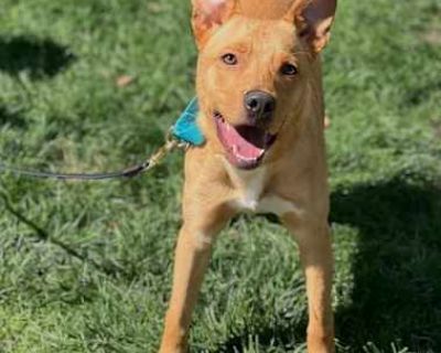 Linus - Labrador Retriever/Shepherd (Unknown Type) Mix Male Puppy for Adoption