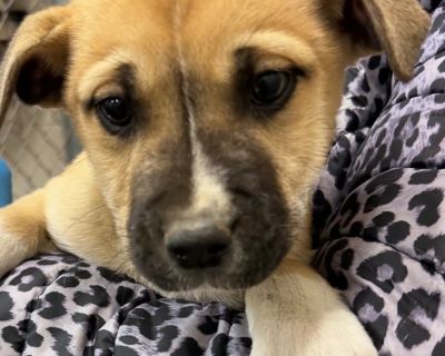 Health Vaccinations up to date.. Puppy Male Small