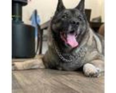 Adopt Karma a Brown/Chocolate Akita / Mixed dog in Ocala, FL (31084078)