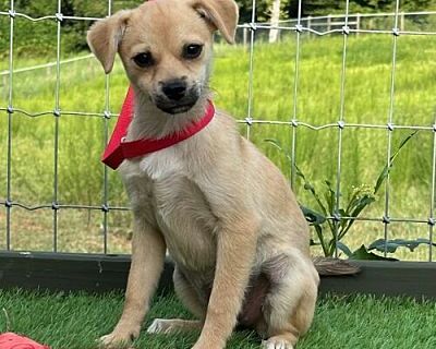 Maddie - Chihuahua/Terrier (Unknown Type, Medium) Mix Female Dog for Adoption