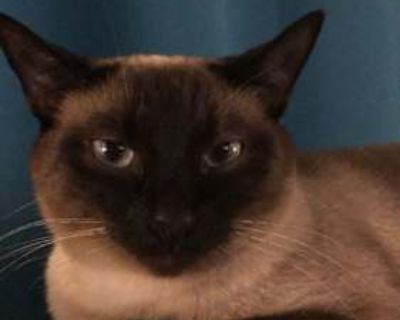 Siameazy - Siamese Female Cat for Adoption
