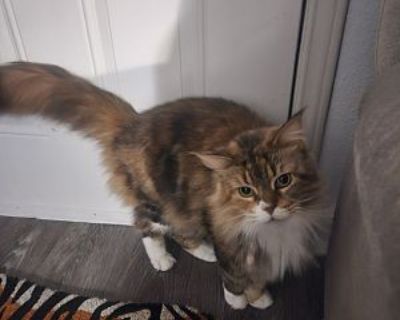 Lilla - Maine Coon Female Cat for Adoption