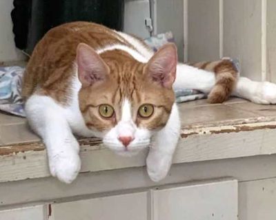 Child. Orange or red (mostly). Hair: short. Sweet little Russell was found in the streets with an injured leg that couldn't be saved. He now happily hops around on his three perfect legs. He is such a sweet boy and will bond with his owner once he figures out that you are the person who gives him his favorite treat, Churu! He loves to play with his other cat friends. His foster thinks he is the...