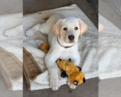 13 Weeks Old * Size at Maturity: Large * Champion Bloodlines: Yes * Champion Sired: Yes * Availability Date: 10/06/2025 * Shipping Area: Pick Up Only * Payment Method: Cash *. Male Yellow Labradore Retriever For Sale Items Included: Wormed and 1st Series of Vacines