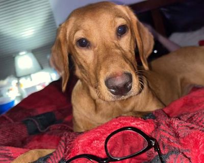 Azula - Labrador Retriever Female Dog for Adoption