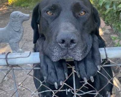 Bruno - Labrador Retriever Male Dog for Adoption