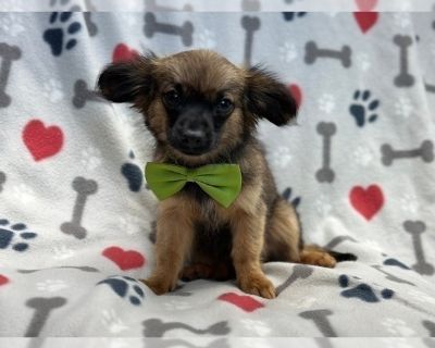 Donald - Chihuahua Male Puppy for Sale