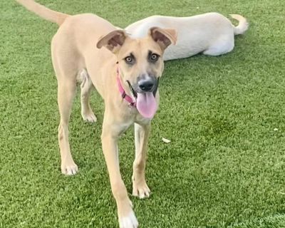 Azalea - Whippet & Black Mouth Cur Mix Female Dog for Adoption