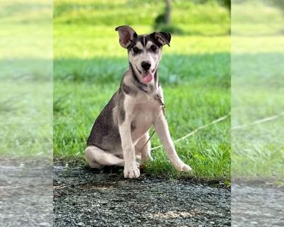 Skunk - German Shepherd Dog-Siberian Husky Mix Male Puppy for Sale