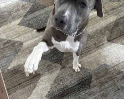 Soxx - American Pit Bull Terrier Male Dog for Adoption