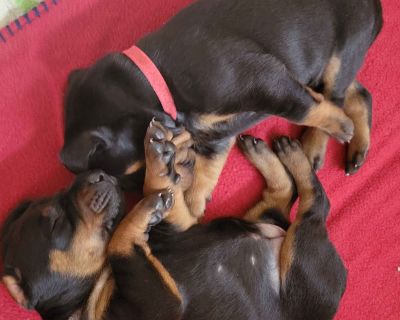 2 Male and 3 Female Doberman Pinscher Puppies for Sale