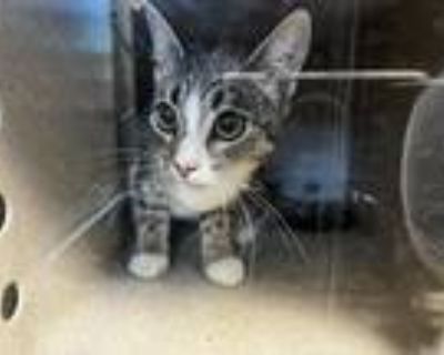 Adopt SCULLY a Domestic Short Hair