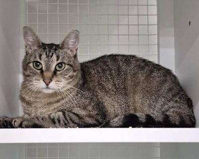Parker 3 - Domestic Shorthair Female Cat for Adoption