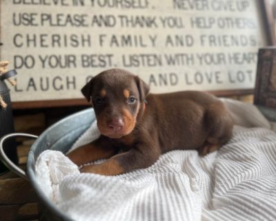 4 Male and 5 Female Doberman Pinscher Puppies for Sale