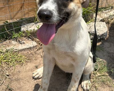 Melly - Shepherd & Labrador Retriever Mix Female Puppy for Adoption