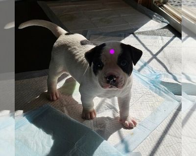 Sugar - American Staffordshire Terrier Female Puppy for Sale